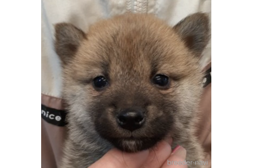 成約済の富山県の柴犬-215028の2枚目